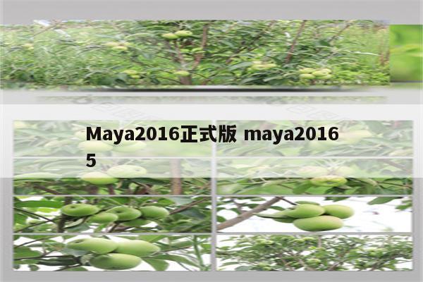 Maya2016正式版 maya20165