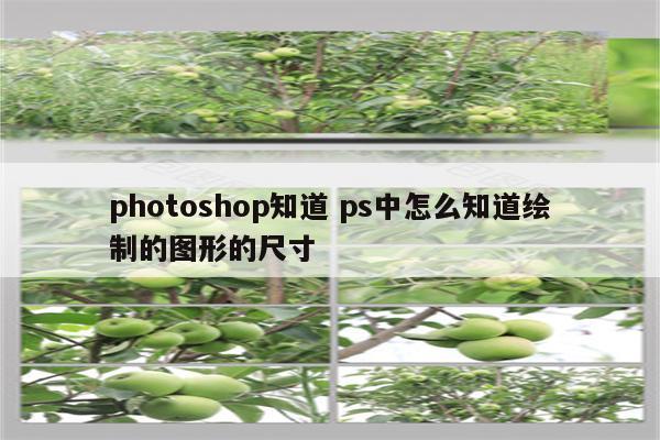 photoshop知道 ps中怎么知道绘制的图形的尺寸