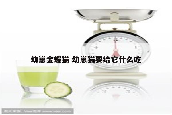 幼崽金蝶猫 幼崽猫要给它什么吃